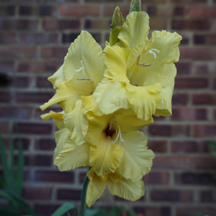 plant image 224443 plant image 224443