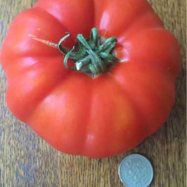 Solanum lycopersicum  syn. Lycopersicon lycopersicum