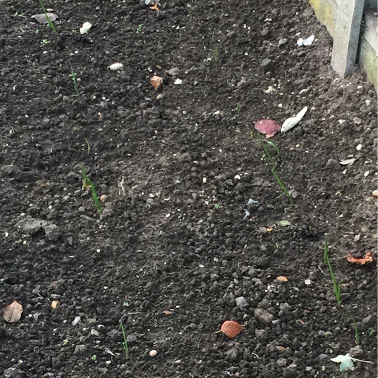 plant image 285125
