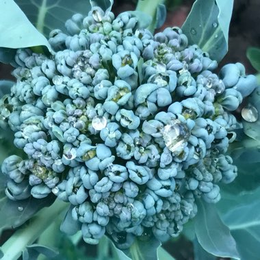 Brassica oleracea (Italica Group)