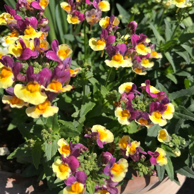 Plant image Nemesia aroma 'Rhubarb And Custard'