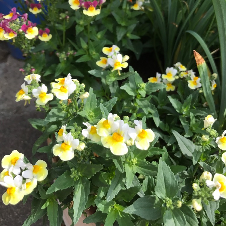 Plant image Nemesia aroma 'Banana Split'