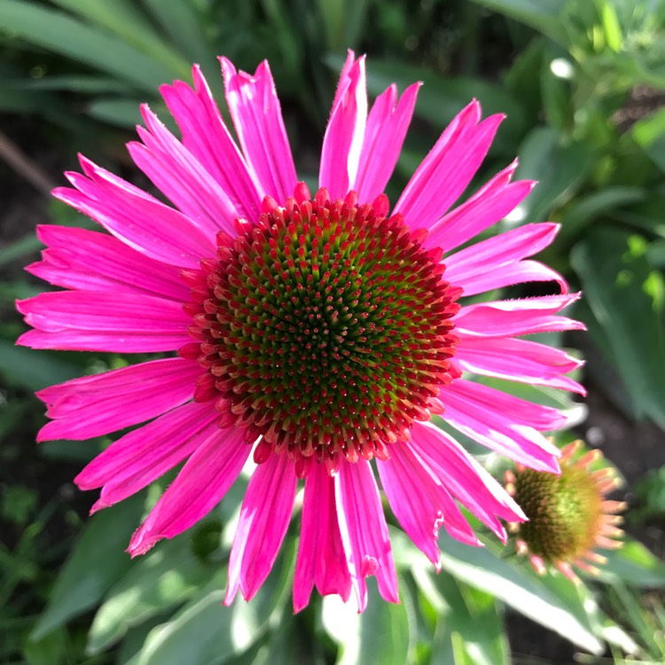 Plant image Echinacea 'Noortdeli' syn. Echinacea 'Delicious Candy'
