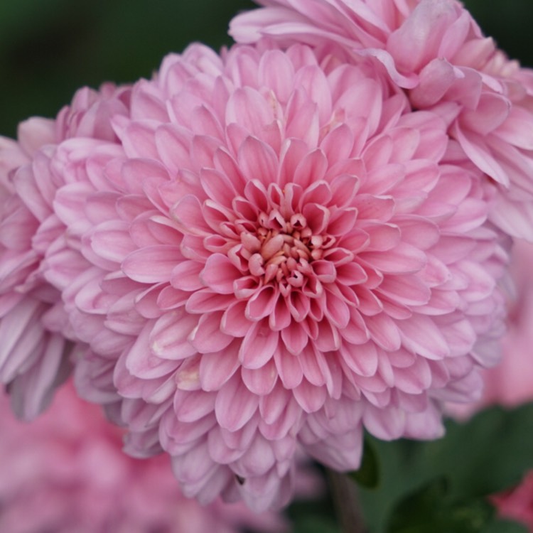Plant image Chrysanthemum 'Gompie Pink'