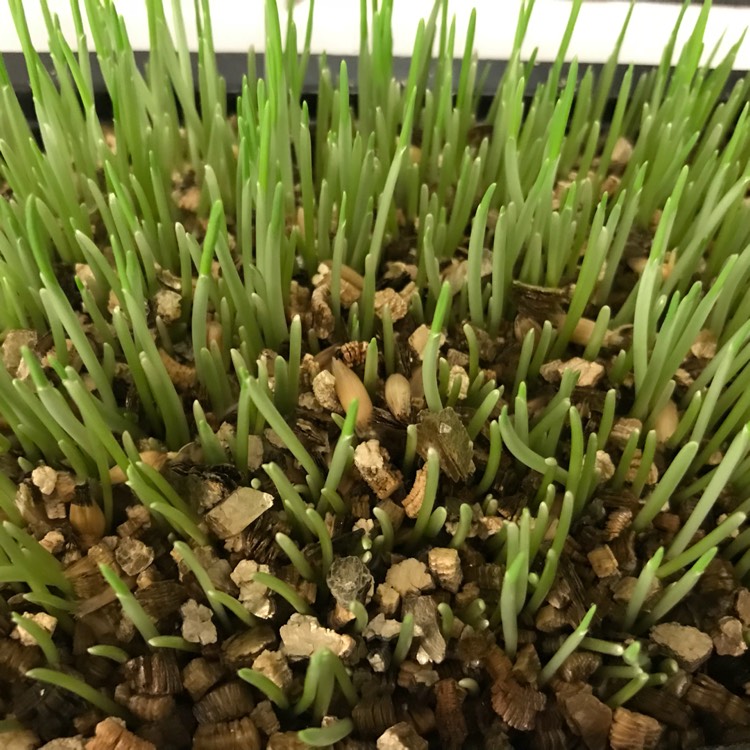 Plant image Avena Sativa
