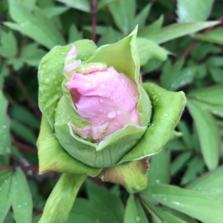 plant image 677717 plant image 677717