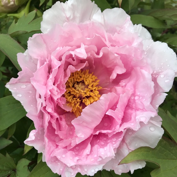 plant image 681642 plant image 681642