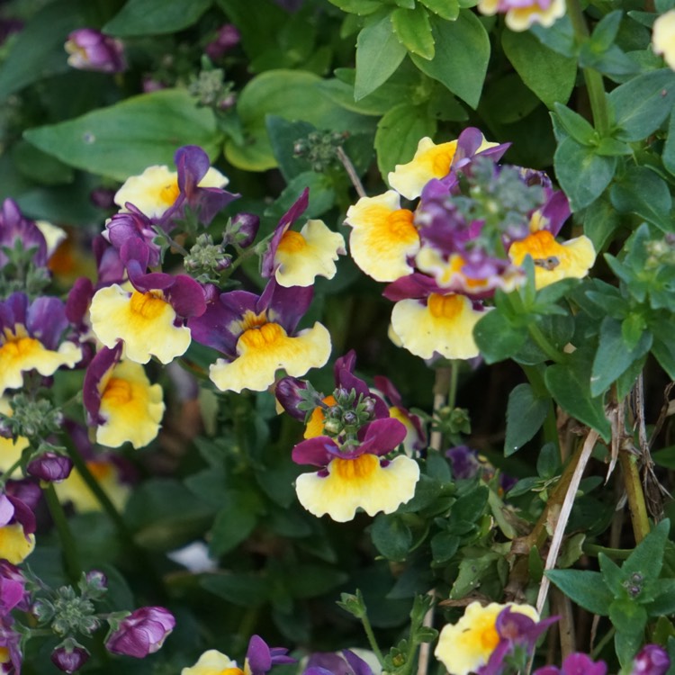 plant image 698764 plant image 698764