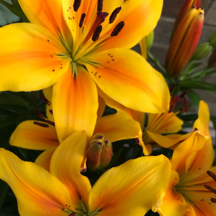 Plant image Lilium 'Golden Joy'