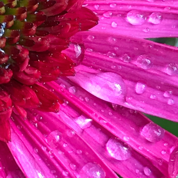 plant image 767329