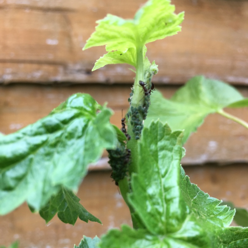 Plant image Ribes x nidigrolaria