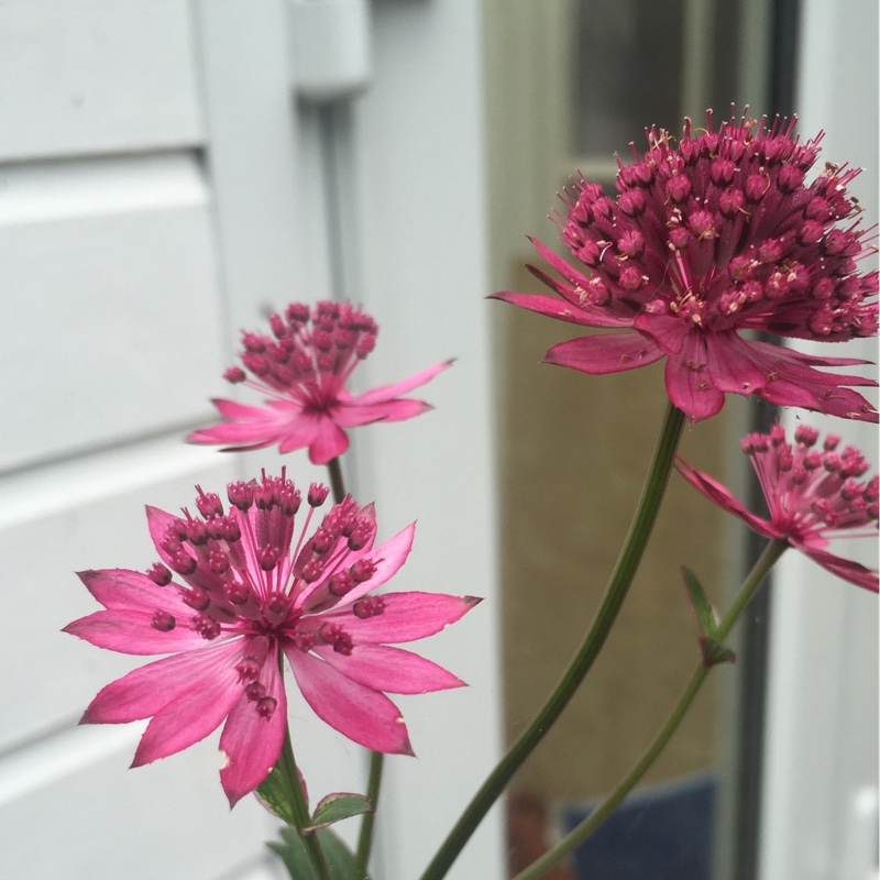 plant image 102921