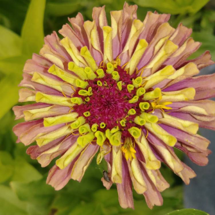 plant image 1076587 plant image 1076587