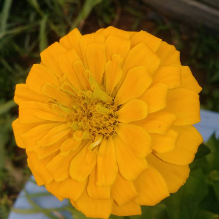plant image 1076588 plant image 1076588