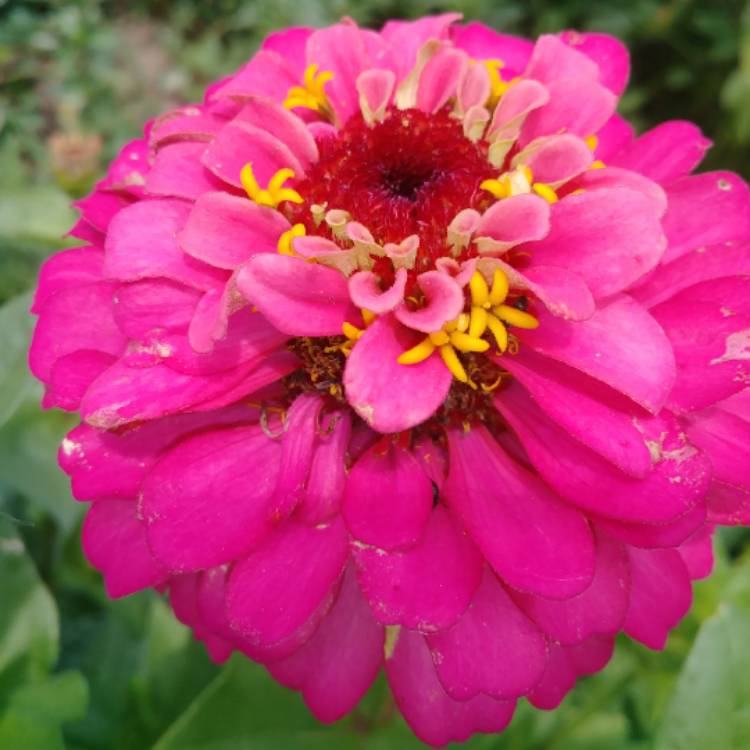 plant image 1076589 plant image 1076589
