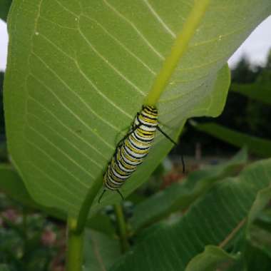 Asclepias syriaca