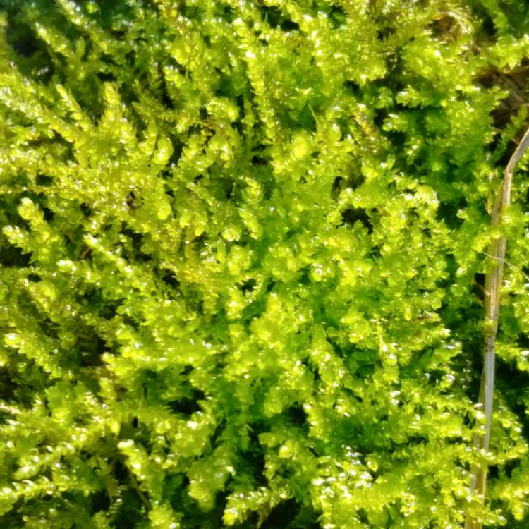 Sphagnum Moss, Sphagnum (living plant), Peat Moss (decayed plant