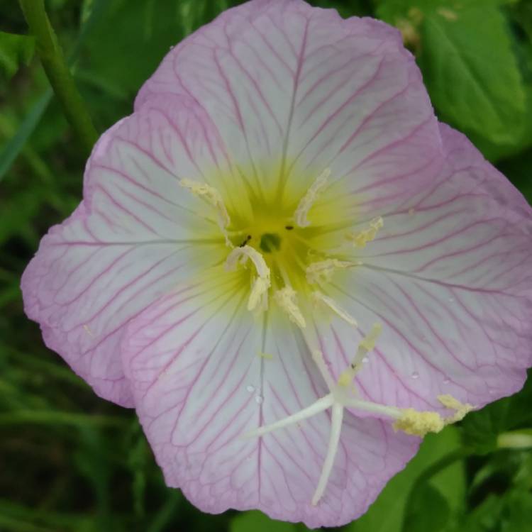 plant image 1288539 plant image 1288539