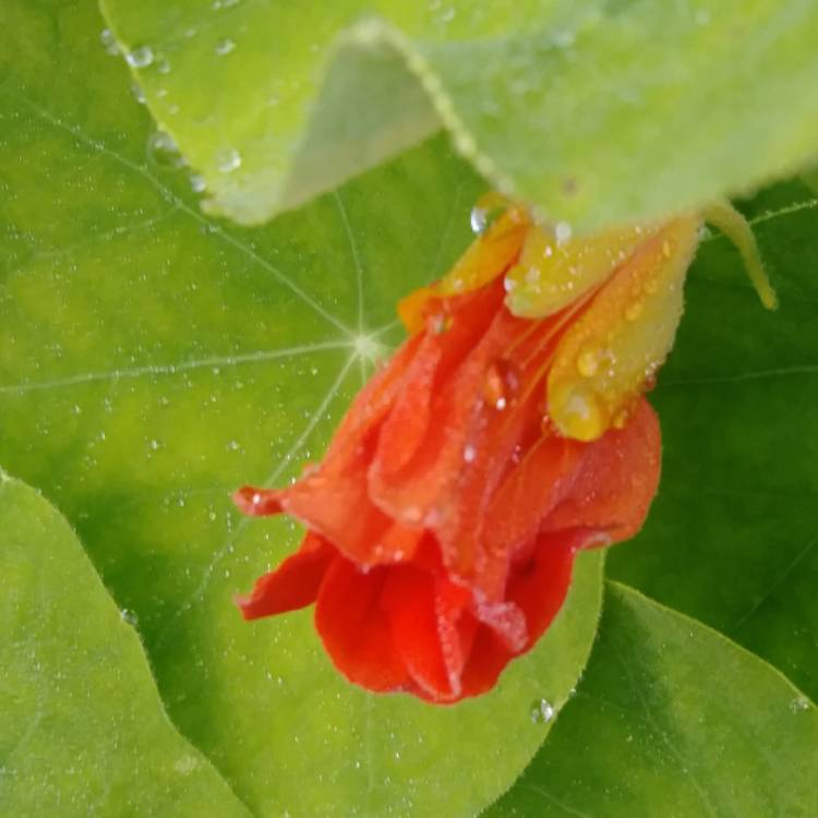 plant image 1313272 plant image 1313272