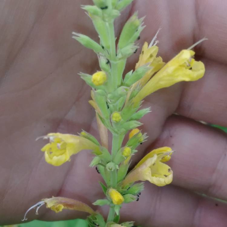 plant image 1322747
