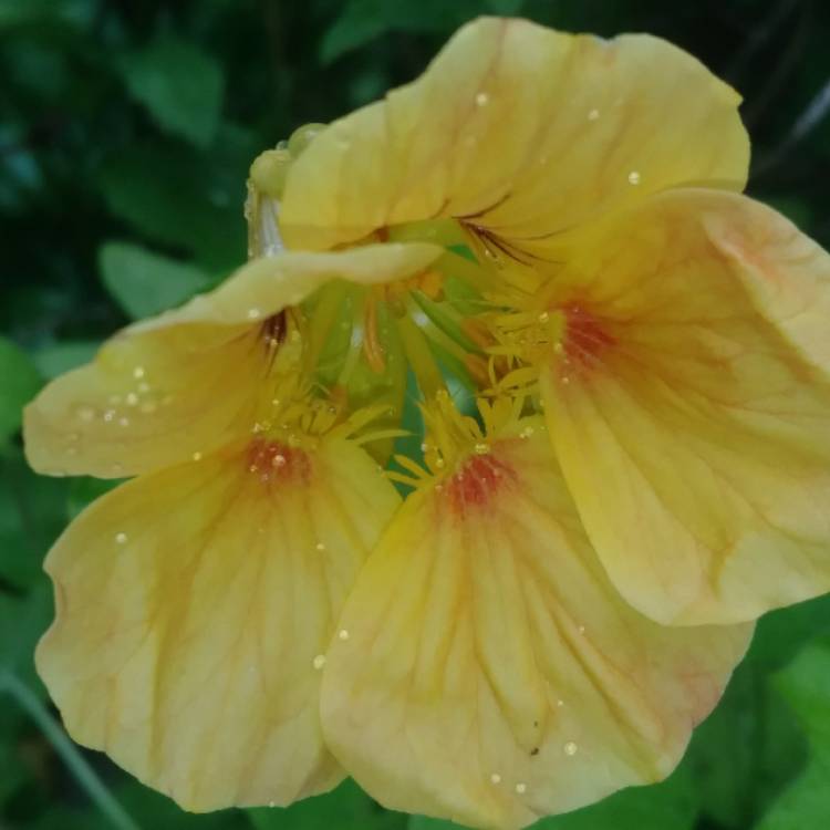 plant image 1322759 plant image 1322759