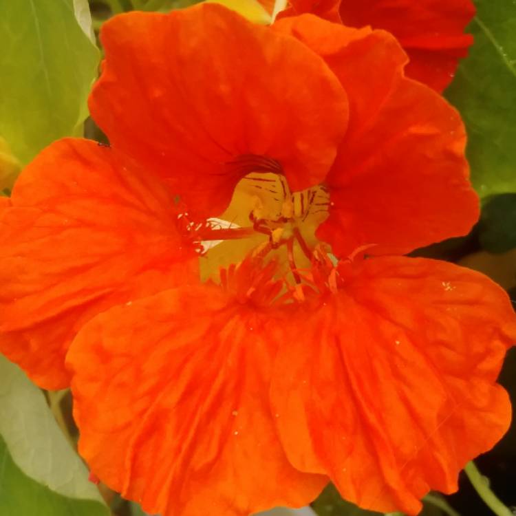 plant image 1322765 plant image 1322765