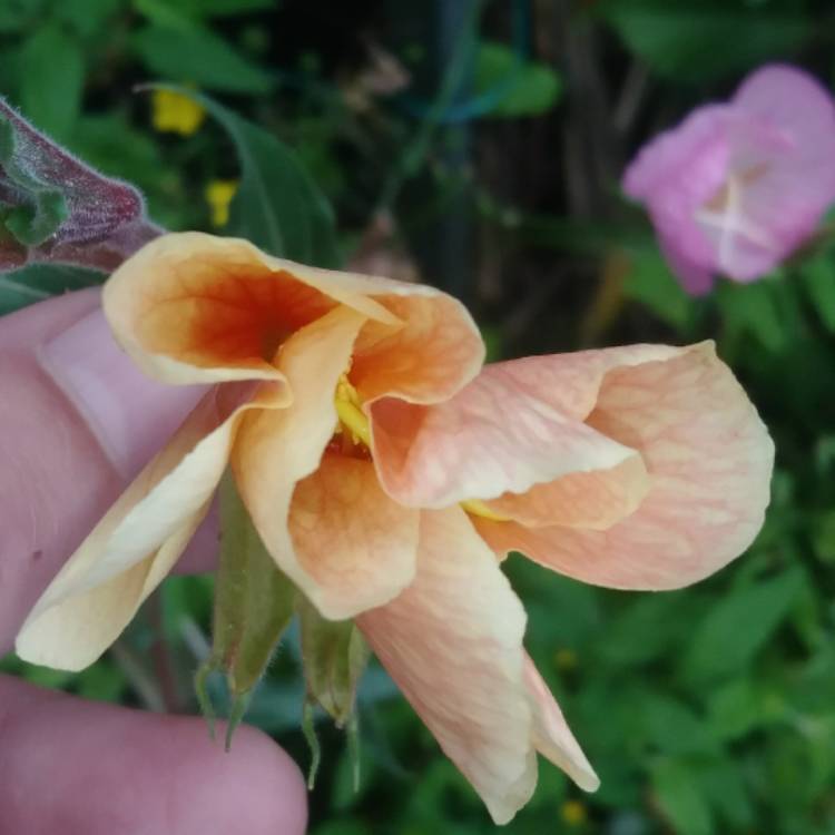 plant image 1322774 plant image 1322774