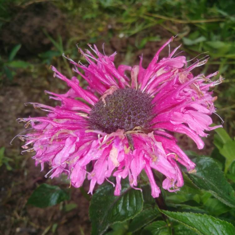 plant image 1324649