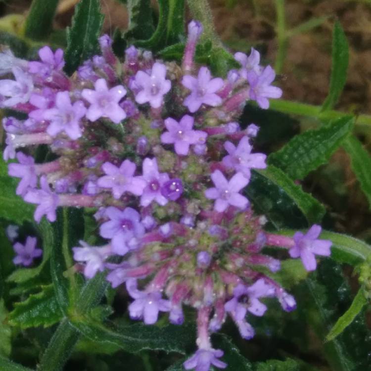 Plant image Verbena bonariensis 'Lollipop'