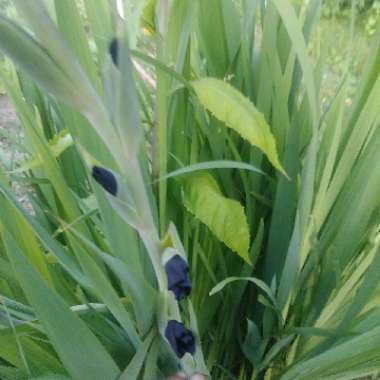 Gladiolus
