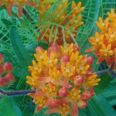 Asclepias tuberosa
