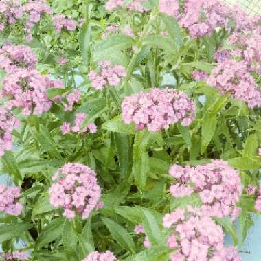Sweet William