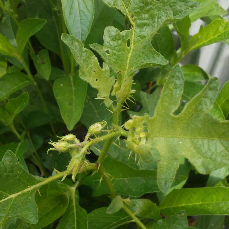 Plant image Atropa belladonna