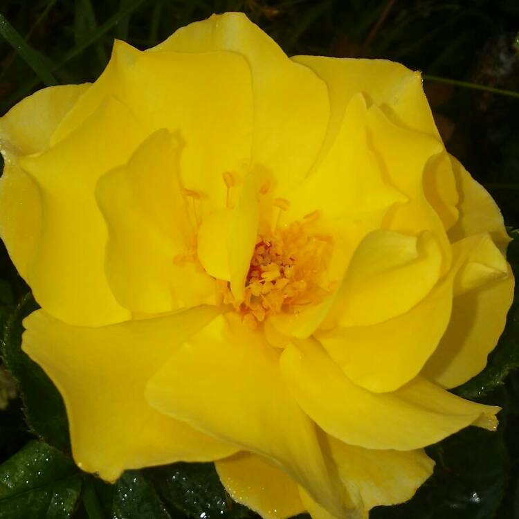 Plant image Rosa 'Lions-Rose'