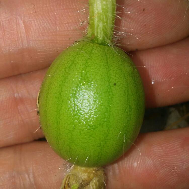 Plant image Citrullus Lanatus