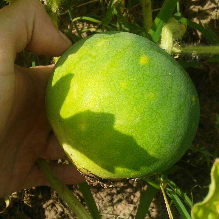 plant image 443994