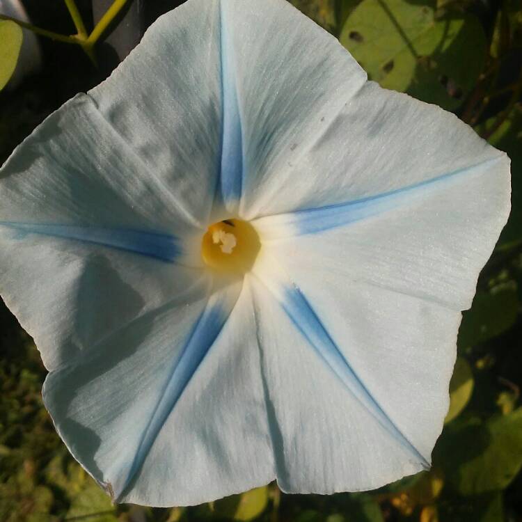 plant image 463798 plant image 463798