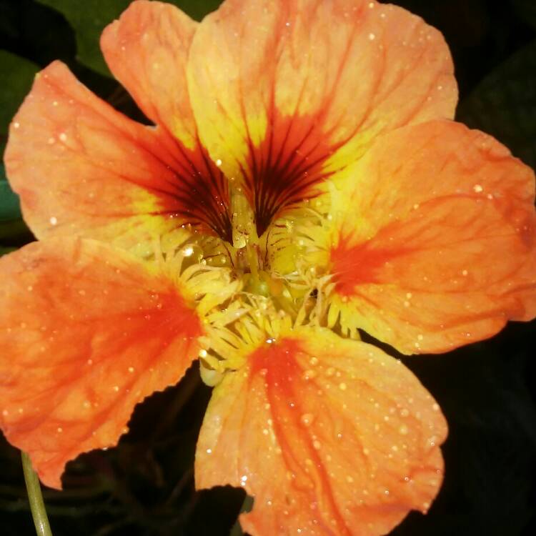 Plant image Tropaeolum majus 'Gleam Hybrids'