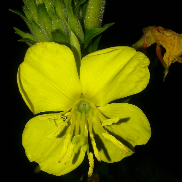 plant image 750143 plant image 750143