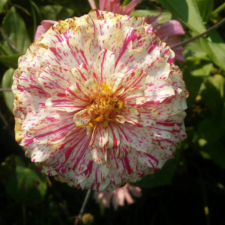 plant image 823056 plant image 823056