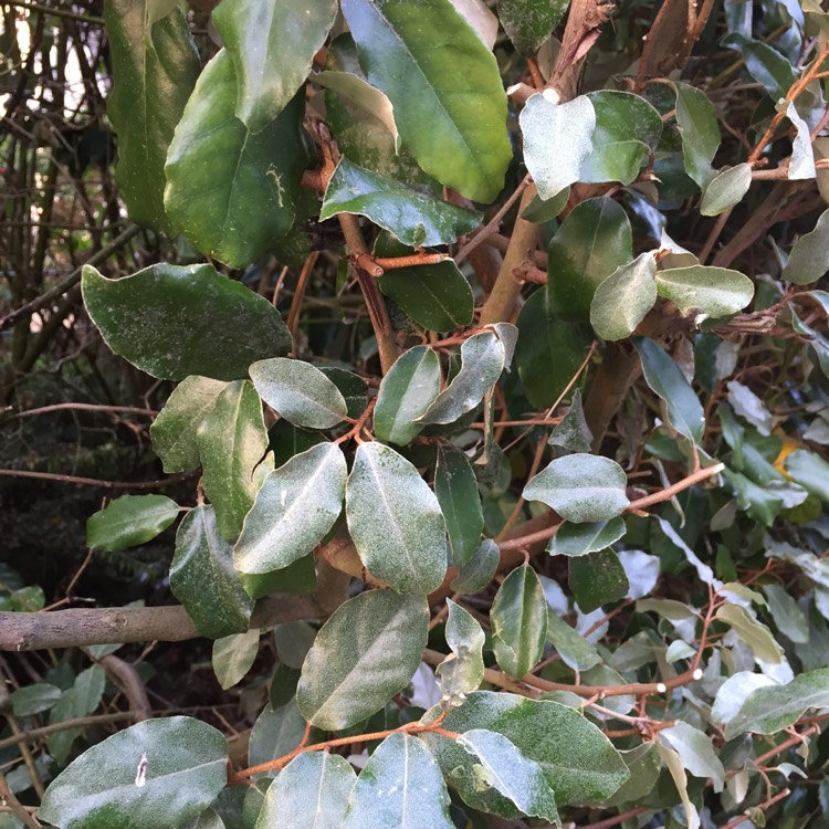 plant image 811447