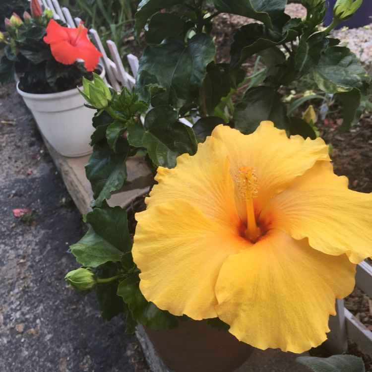 Plant image Hibiscus rosa-sinensis 'Athenacus'