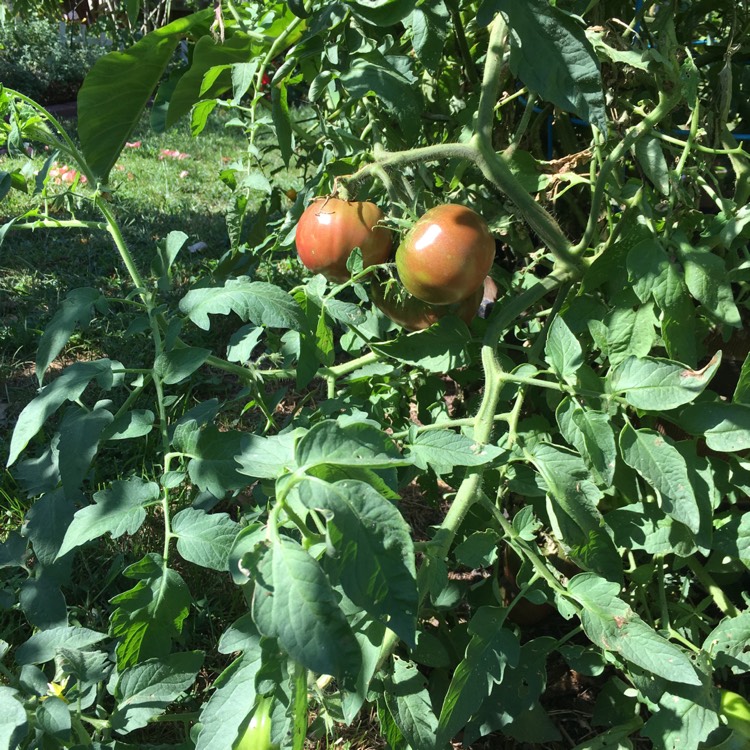 Plant image Solanum lycopersicum 'Black Krim'