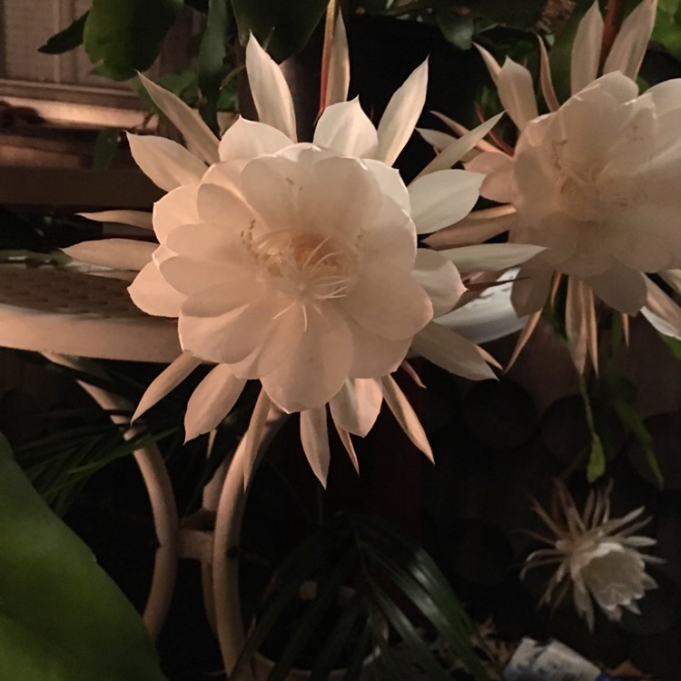 plant image 1173940