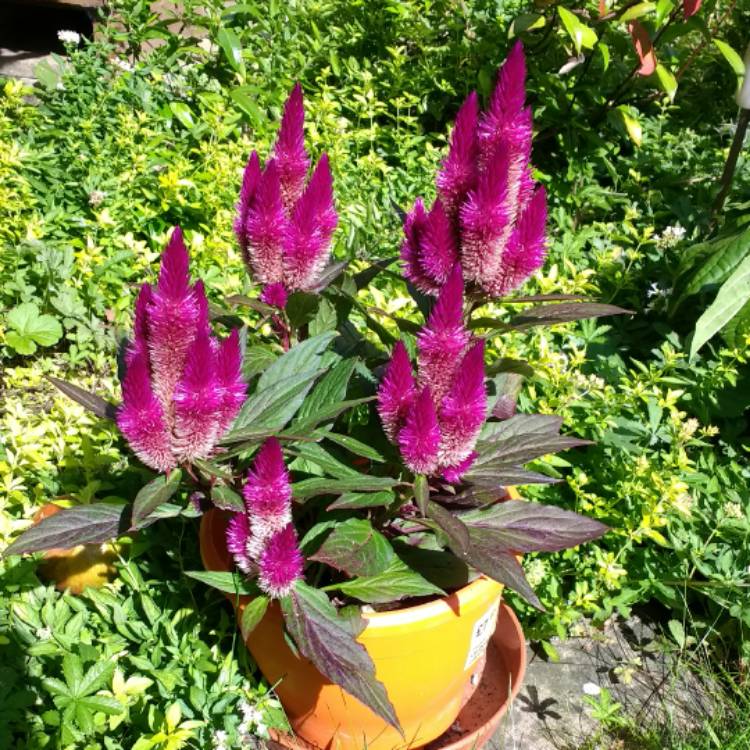 Plant image Celosia argentea (Spicata Group) 'Spiky Purple'