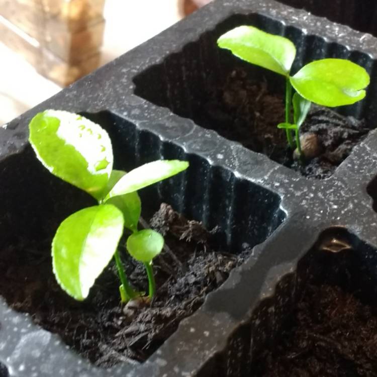 plant image 541230