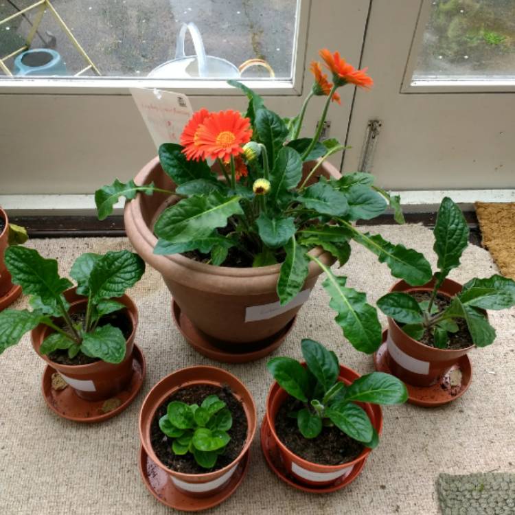 plant image 679153 plant image 679153