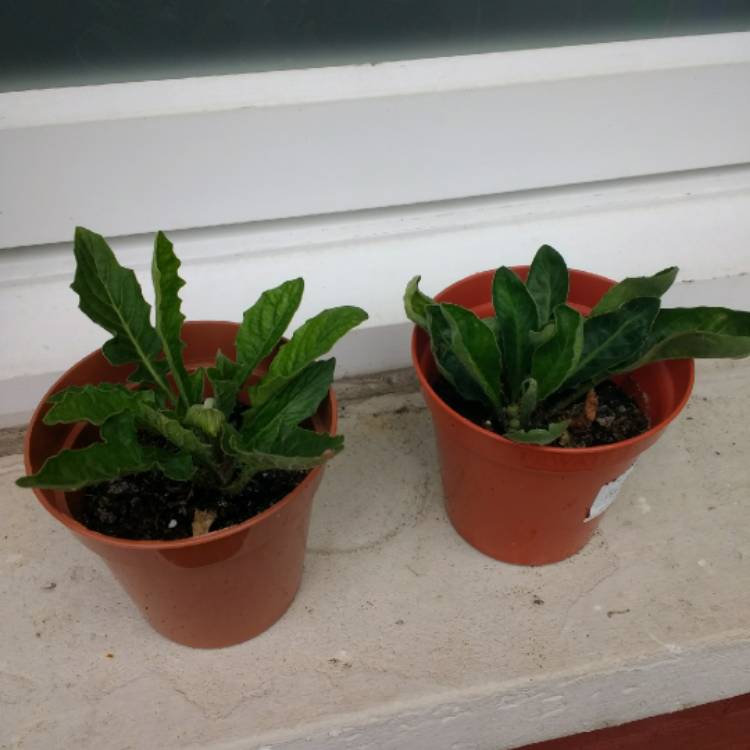 plant image 800407 plant image 800407