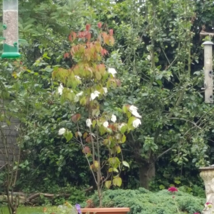 Japanese dogwood