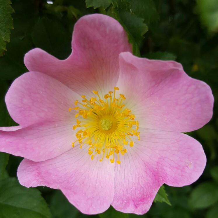 Rose (Species) Dog Rose